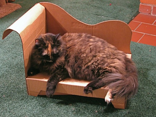 Box Furniture Cat